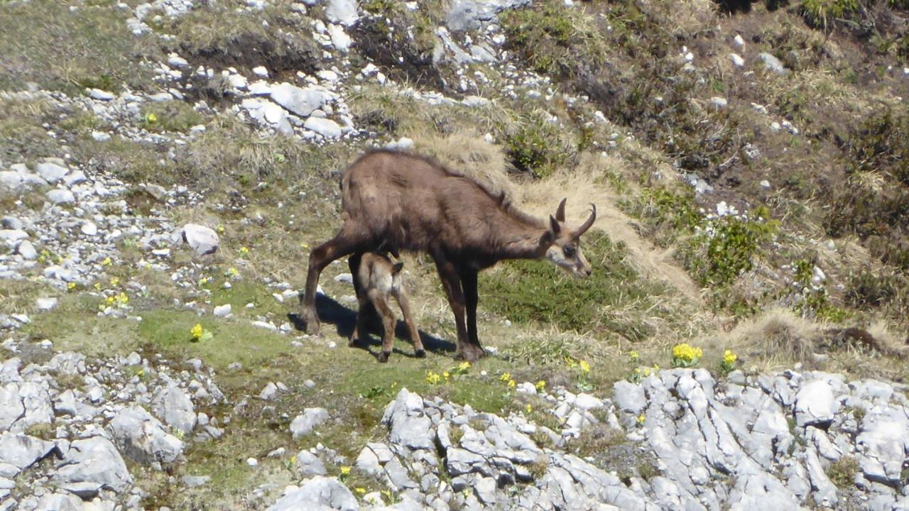 FW Weissensee 44 Füssen Buitenkant foto